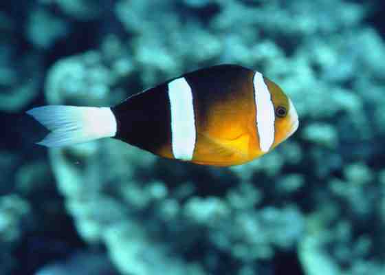 � Dr.Werner Steinert