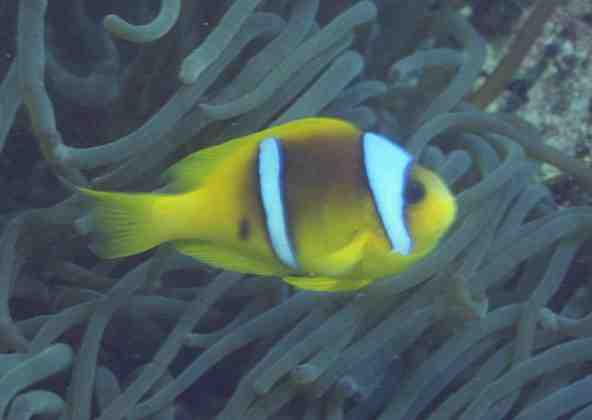 � Dr.Werner Steinert