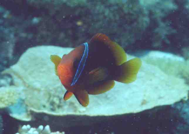 � Dr.Werner Steinert