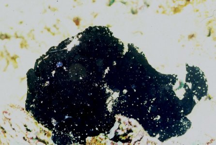 � Dr. Werner Steinert