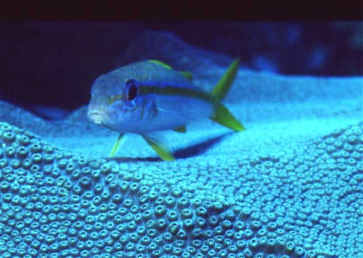 � Dr.Werner Steinert