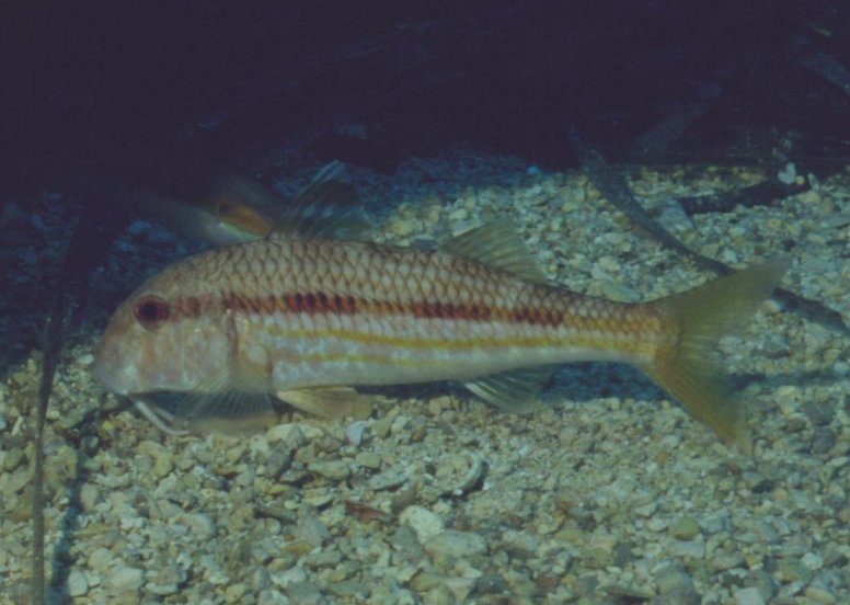 � Dr.Werner Steinert