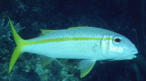 � Dr.Werner Steinert