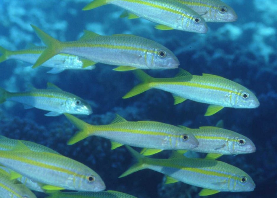 � Dr.Werner Steinert