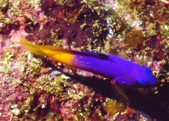 � Dr. Werner Steinert