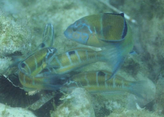 � Dr. Werner Steinert