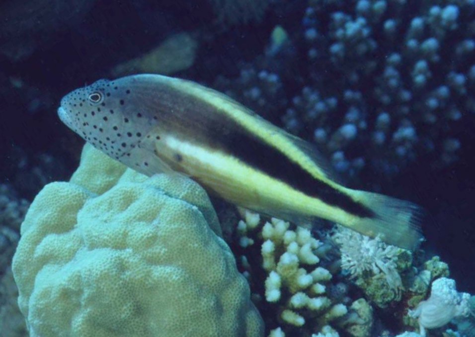 � Dr. Werner Steinert