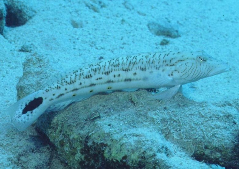 � Dr. Werner Steinert