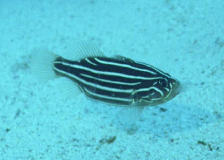 � Dr. Werner Steinert