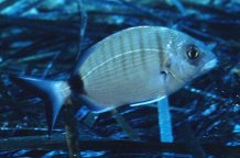 � Dr.Werner Steinert