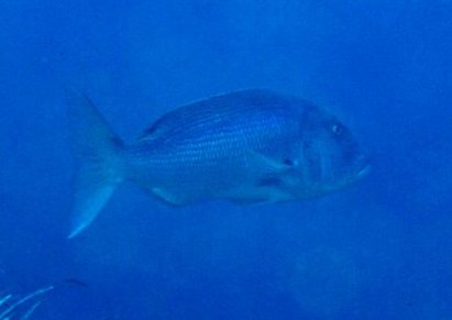 � Dr.Werner Steinert