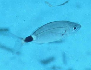 � Dr.Werner Steinert