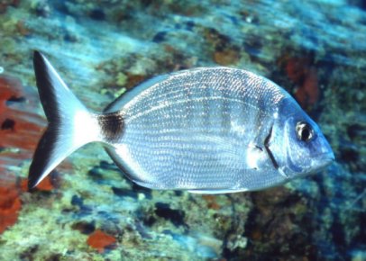 � Dr.Werner Steinert