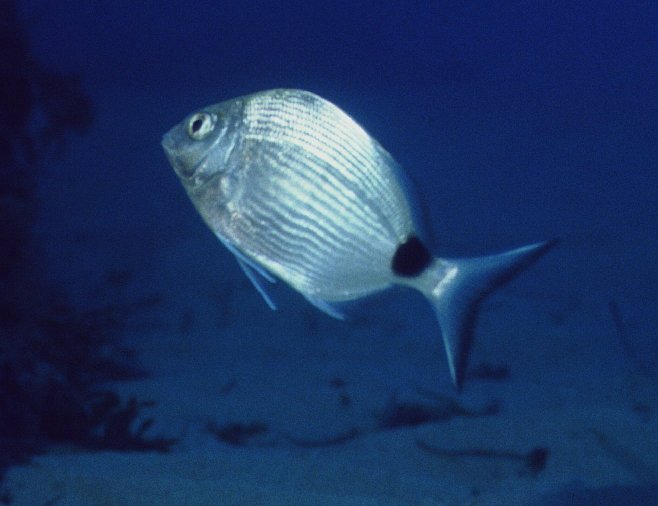 � Dr.Werner Steinert