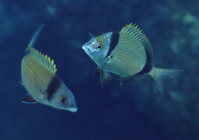 � Dr.Werner Steinert