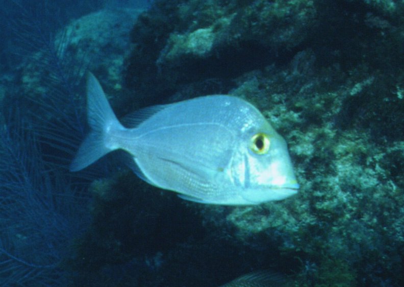 � Dr.Werner Steinert