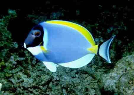 � Dr.Werner Steinert