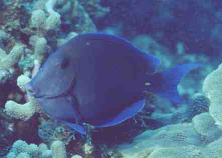 � Dr.Werner Steinert