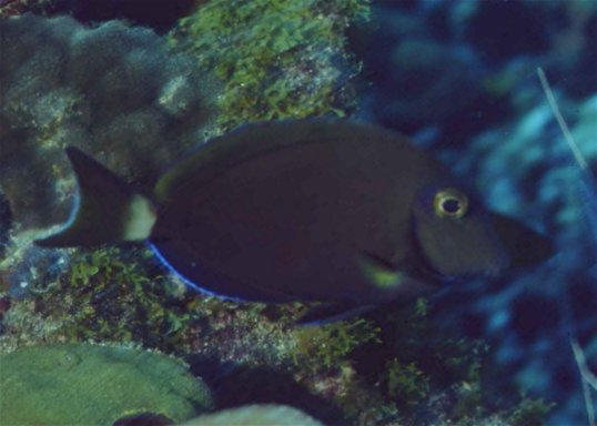 � Dr.Werner Steinert