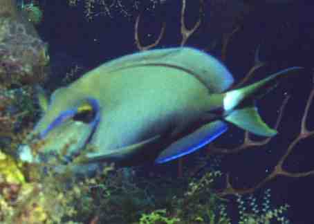 � Dr.Werner Steinert