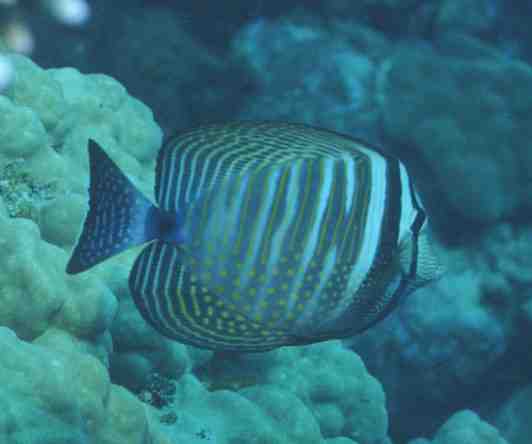 � Dr.Werner Steinert