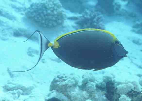 � Dr.Werner Steinert