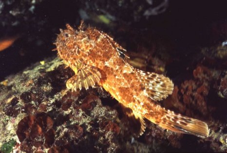 � Dr.Werner Steinert