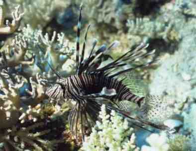 � Dr.Werner Steinert