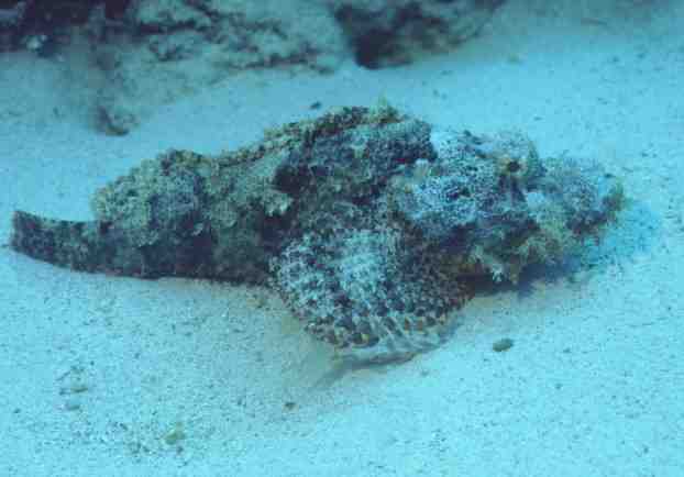 � Dr.Werner Steinert