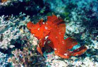 � Dr.Werner Steinert