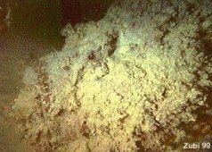 � Teresa Zuberb�hler