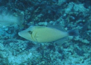 � Dr.Werner Steinert