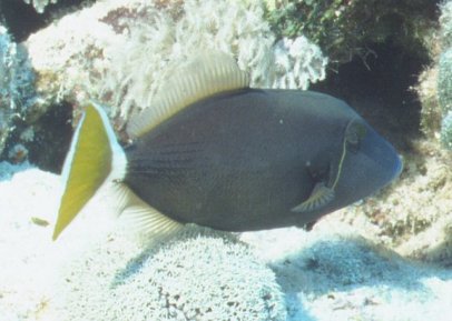 � Dr.Werner Steinert