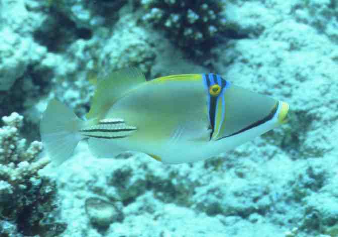 � Dr.Werner Steinert