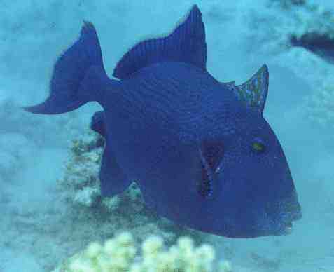 � Dr.Werner Steinert