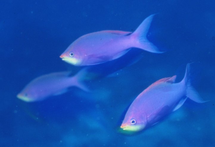 � Dr. Werner Steinert