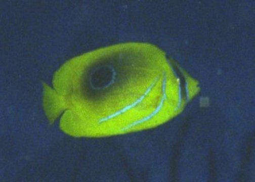 � Dr.Werner Steinert