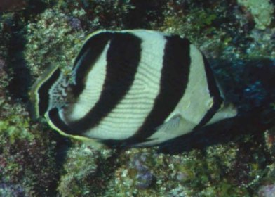 � Dr.Werner Steinert