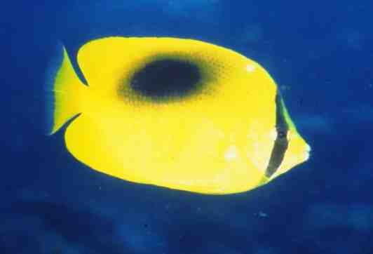 � Dr.Werner Steinert