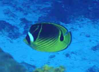 © Dr.Werner Steinert