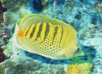 © Dr.Werner Steinert