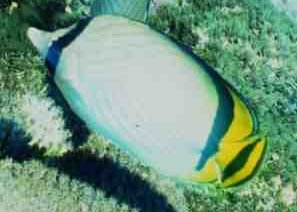 © Dr.Werner Steinert