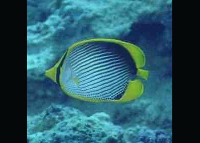 © Dr.Werner Steinert