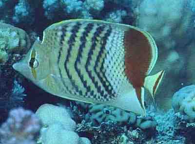 © Dr.Werner Steinert