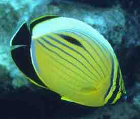 � Dr.Werner Steinert