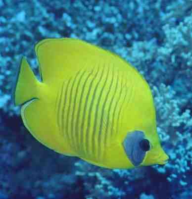 � Dr.Werner Steinert