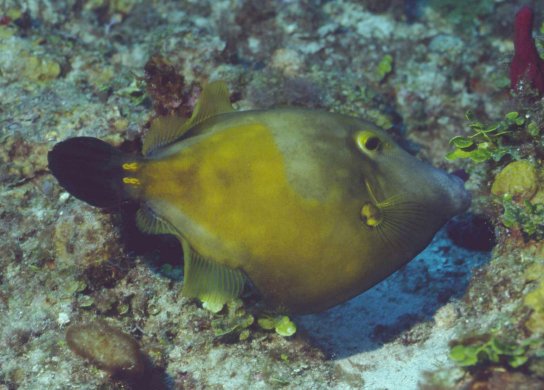 � Dr.Werner Steinert