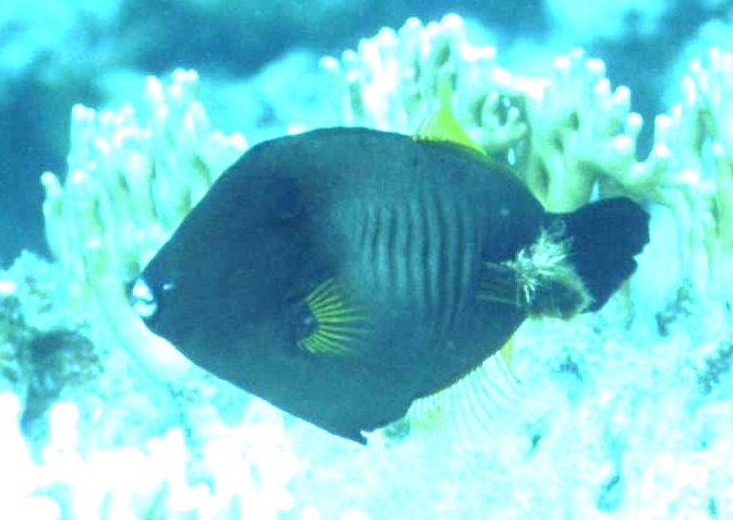 � Dr.Werner Steinert