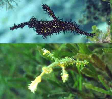 � Dr.Werner Steinert