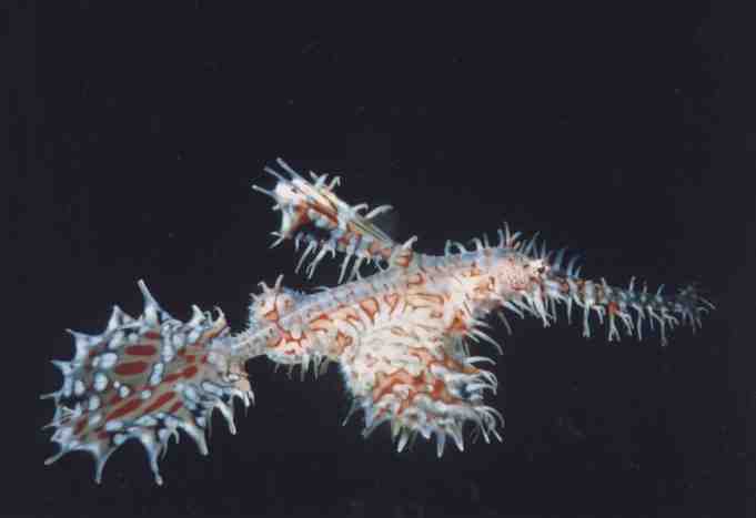 � Teresa Zuberb�hler